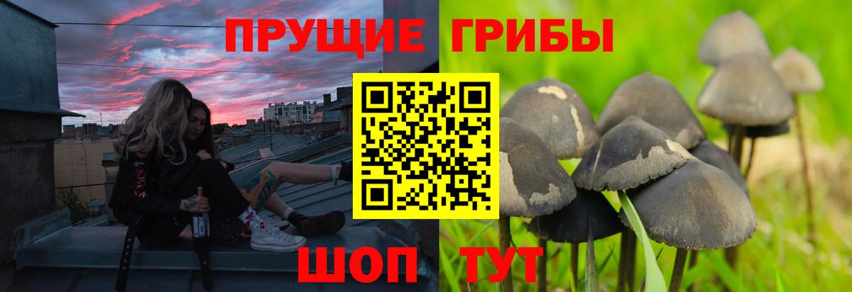 дарнет шоп  Вход с VPN  Киржач  Галлюциногенные грибы MAGIC MUSHROOMS 